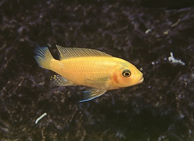 Maylandia estherae 'Chilucha Reef'